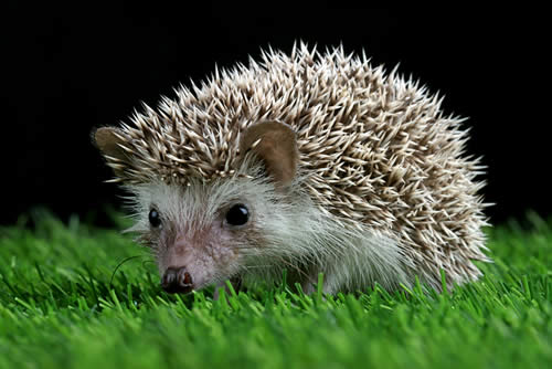 Hedgehog